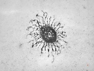F,7y. | glycocalyx on microvillus - nasal mucosa F,7y. | glycocalyx on microvillus - nasal mucosa